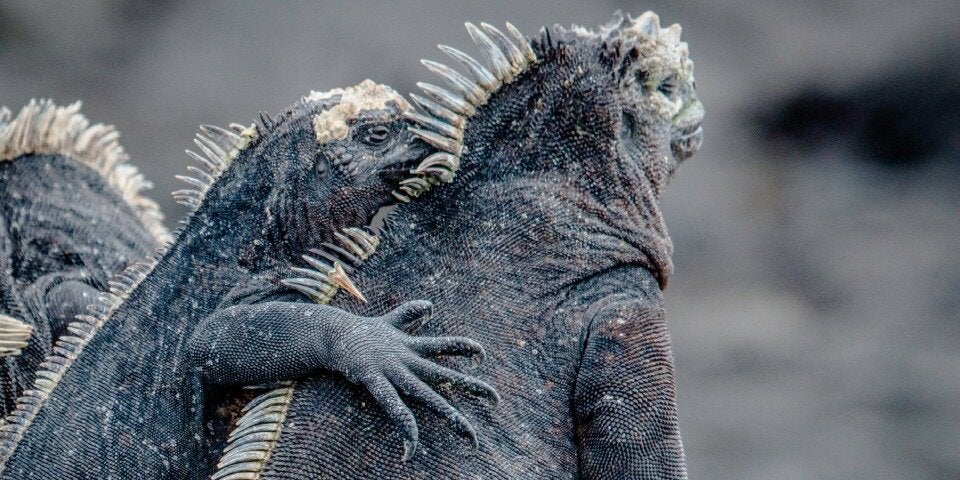 Kreuzfahrten zu den Galápagos Inseln