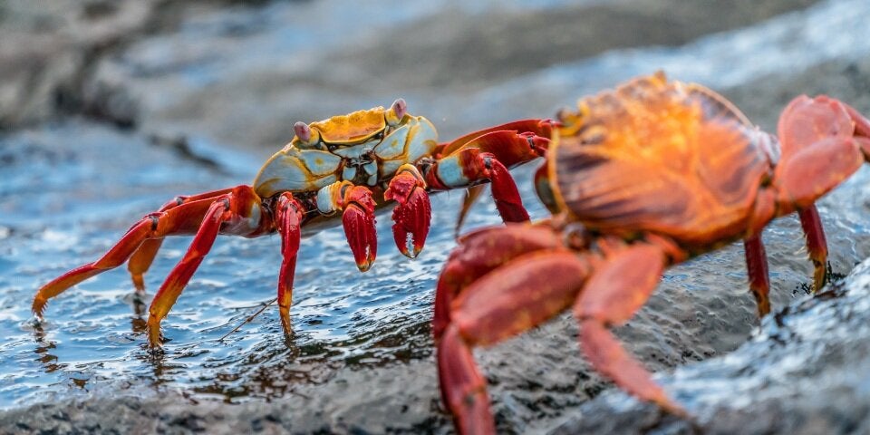 Kreuzfahrten zu den Galápagos Inseln