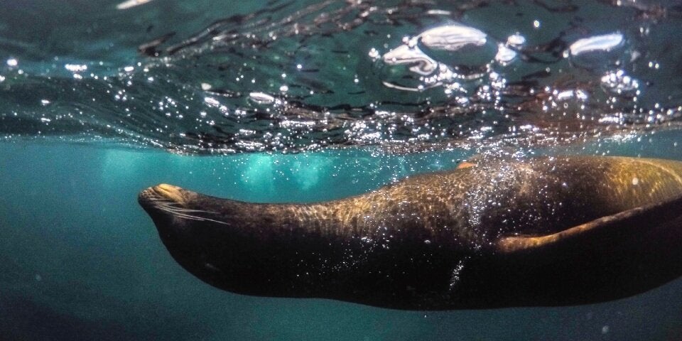 Kreuzfahrten zu den Galápagos Inseln