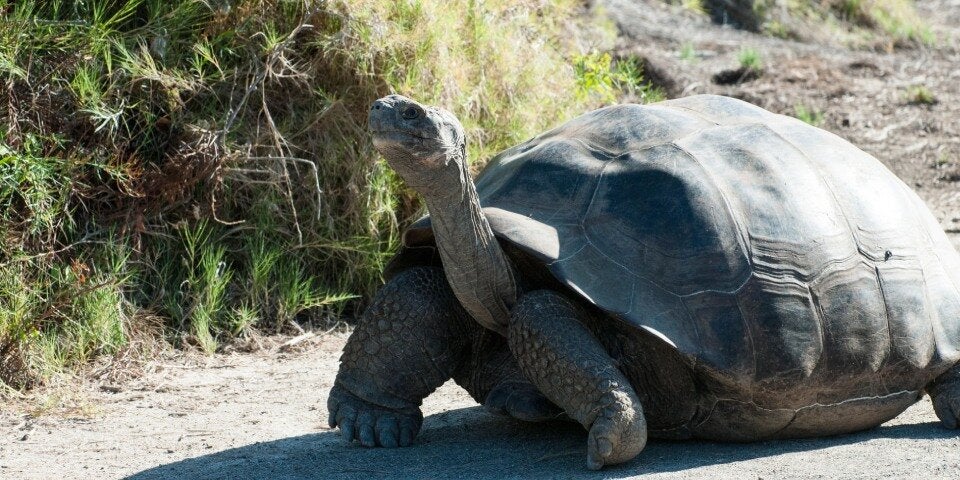 Kreuzfahrten zu den Galápagos Inseln