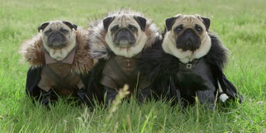 Game Of Thrones: M&ouml;pse