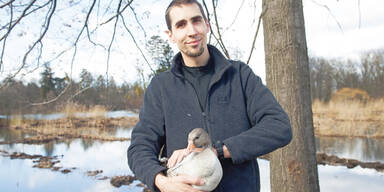 Red-Bull-Gans darf ­wieder in die Freiheit