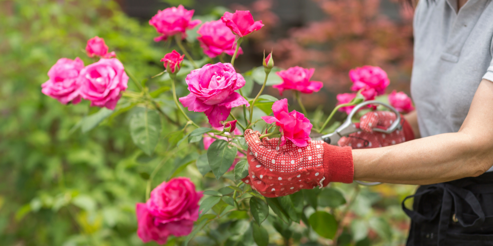 So wird der Garten fit für den Frühling