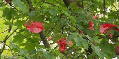 Gefüllte Gassibeutel