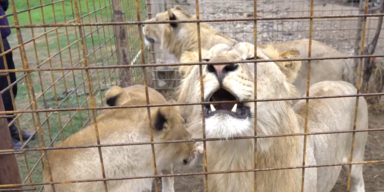 Gefangene l&ouml;wen 1.PNG