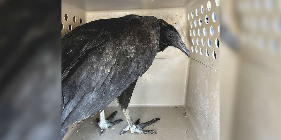 Geier waren zu besoffen um zu fliegen