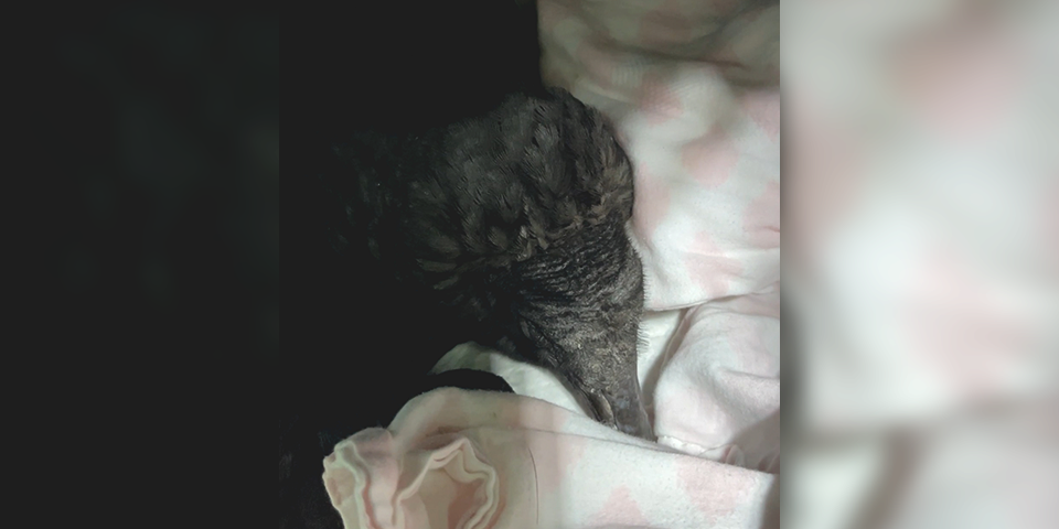 Geier waren zu besoffen um zu fliegen