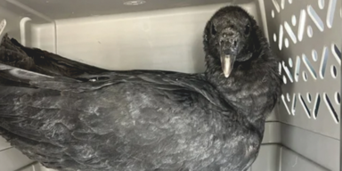 Geier waren zu besoffen um zu fliegen