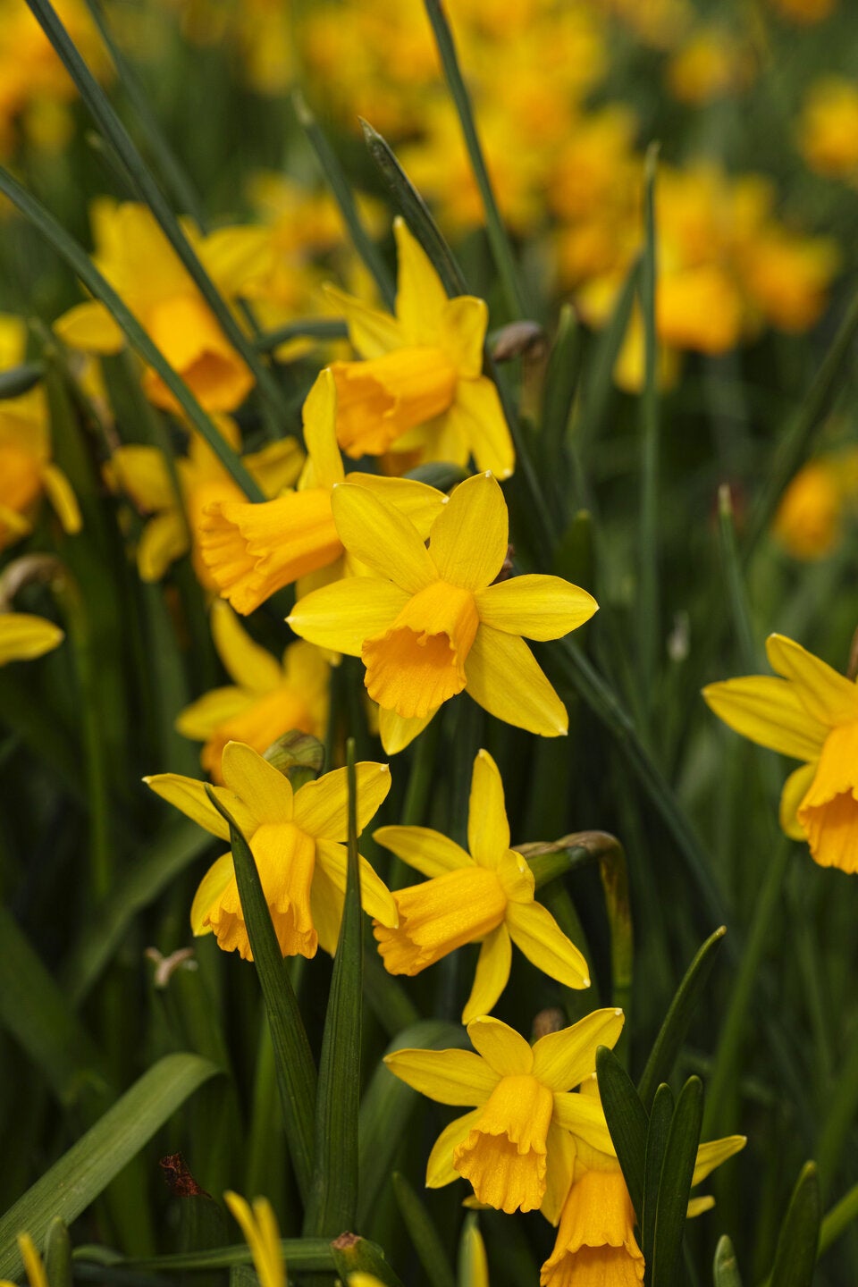 Pflegeleichte Frühlingsblüher: Diese 6 Blumen dürfen jetzt auf keinen Fall fehlen