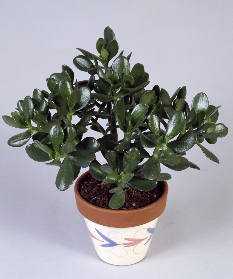 Diese Zimmerpflanzen machen glücklich