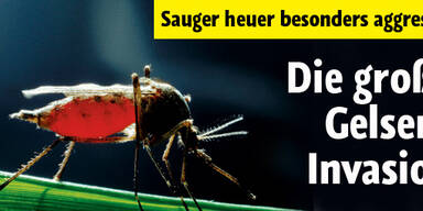 Jetzt kommt die große Gelsen-Invasion