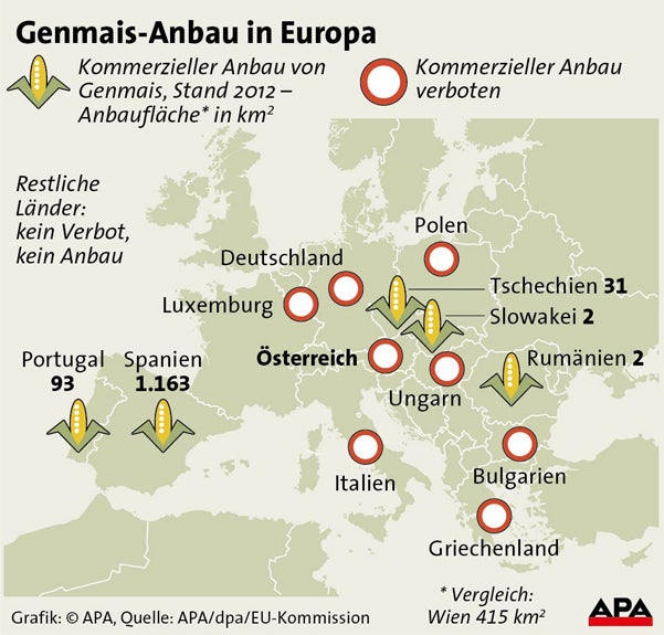 EU will Genmais auf jeden Fall zulassen