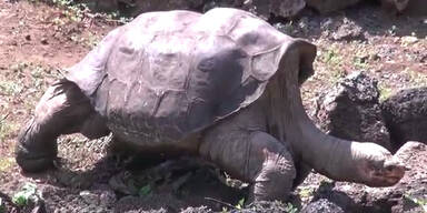 Riesenschildkröte "Lonesome George" tot