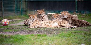 Neue Gepardenfamilie im Zoo Salzburg