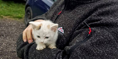 Katze fuhr mit im Motorraum