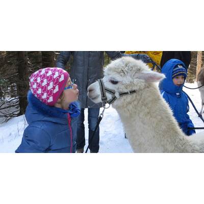 Top-Ausflugsziele Niederösterreichs