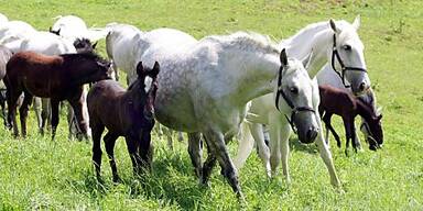 Gest&uuml;t in der Weststeiermark soll erhalten bleiben