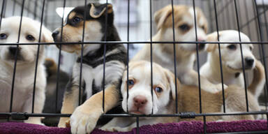 Hundewelpen Tierheim