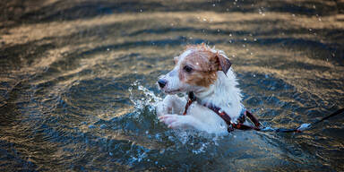 Hund in Bach gefallen