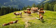Drama in Tirol: Frau (67) von Kuhherde totgetrampelt