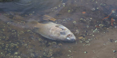 R&auml;tsel um Fischsterben in der Fischa