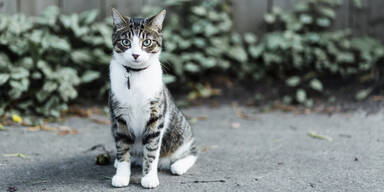 Freilaufende Katze