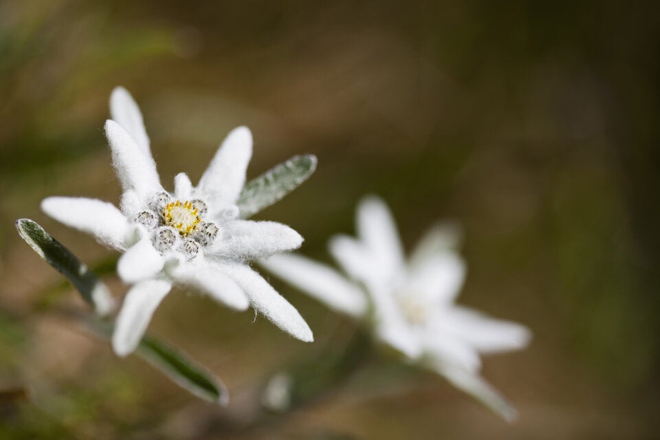 Diese geheimen Blumen-Botschaften zum Valentinstag sollten Sie kennen