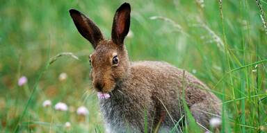 Zeitumstellung: Gefährliche Dämmerung für Wildtiere