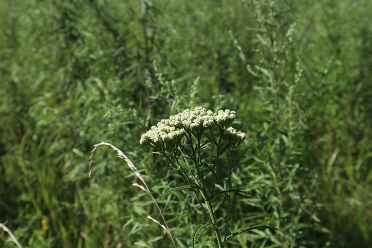 Gefüllte Bertramsgarbe