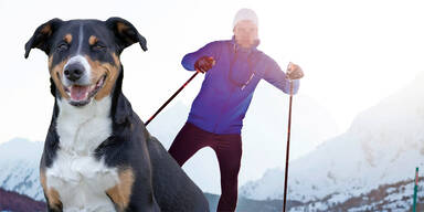 Langl&auml;ufer Hund