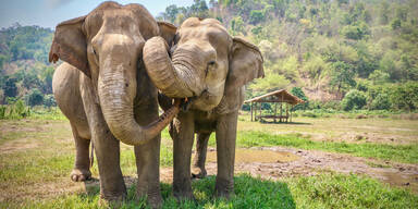 asiatische elefanten