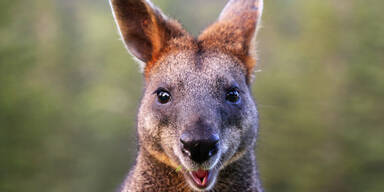 wallaby