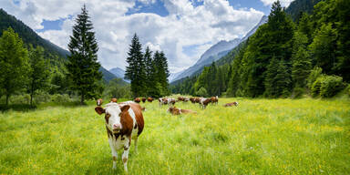 Die Top 5 Urlaubserlebnisse mit Tieren