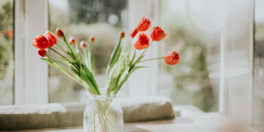 Dank diesem genialen Trick halten Ihre Tulpen EWIG!