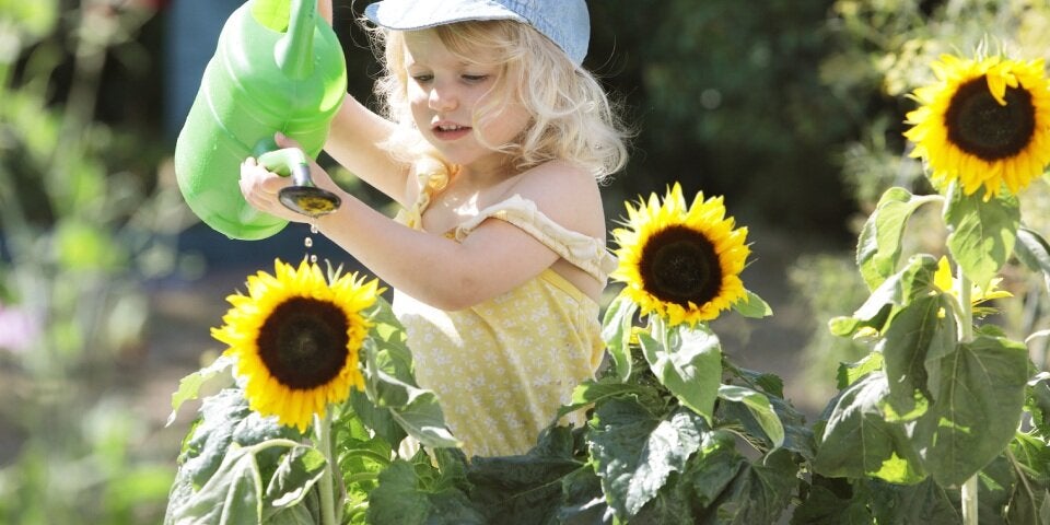 Kind gießt Sonnenblumen