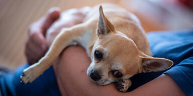 S&uuml;&szlig;er Hund