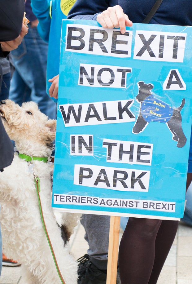 Neuer Hunde-Protest gegen Brexit angekündigt