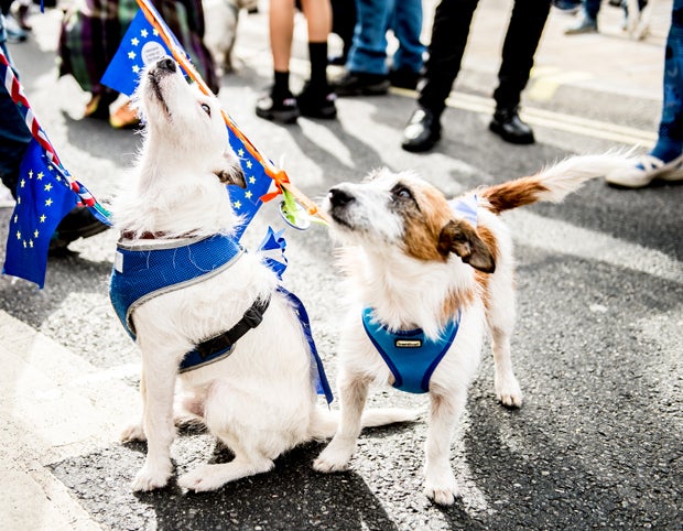 Neuer Hunde-Protest gegen Brexit angekündigt