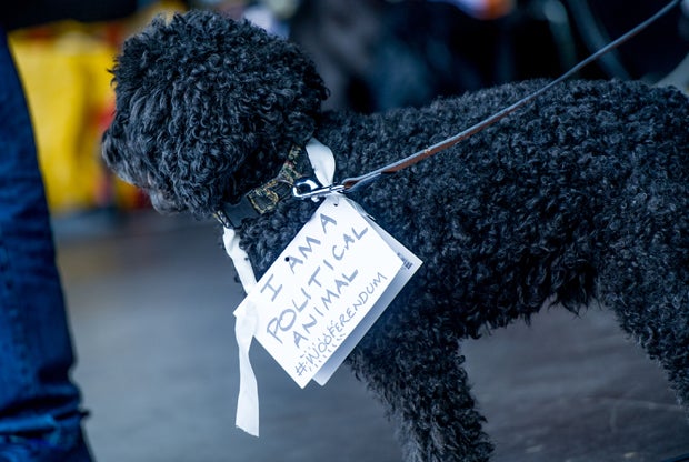 Neuer Hunde-Protest gegen Brexit angekündigt
