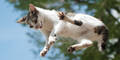 Katze