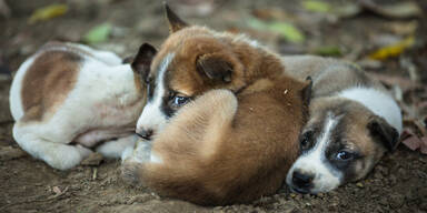 H&uuml;ndin t&ouml;tet Welpen im eigenen Rudel