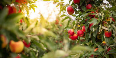 Im Spätsommer: Diese Obst- und Gemüsesorten können Sie jetzt ernten