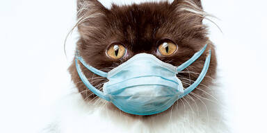 Katze