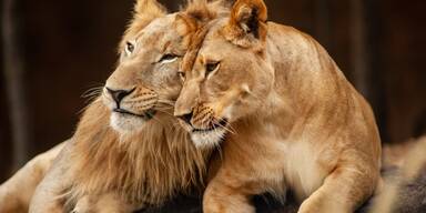 L&ouml;wen-P&auml;rchen