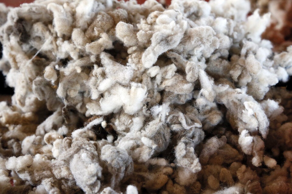 Verrückter Gartentrend: Warum plötzlich alle Schafwolle im Garten verteilen