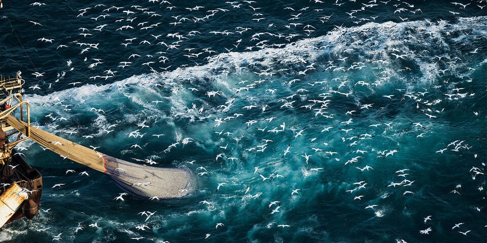 Fisch und Meeresfrüchte nachhaltig kaufen