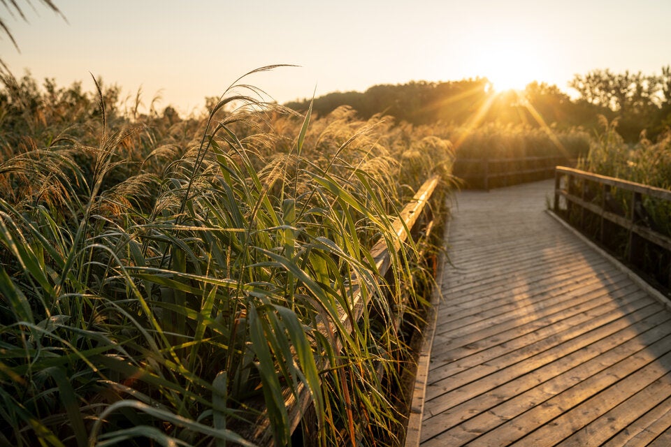 Lobau: Ein traumhaftes Naturjuwel ist der „Wasserwald“ im Osten der Bundeshauptstadt.