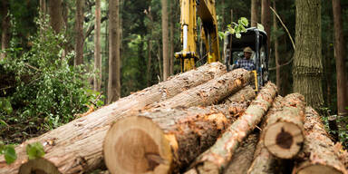 Amstetten: Landwirt von gef&auml;lltem Baum &uuml;berrollt - tot