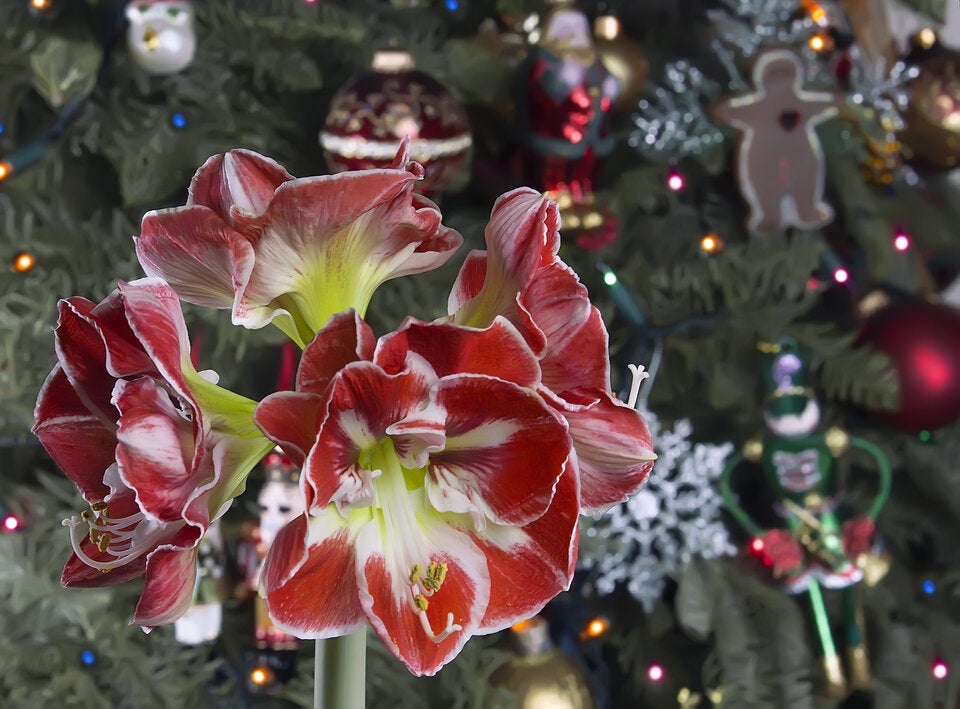 Die schönsten floralen Ideen für den Advent