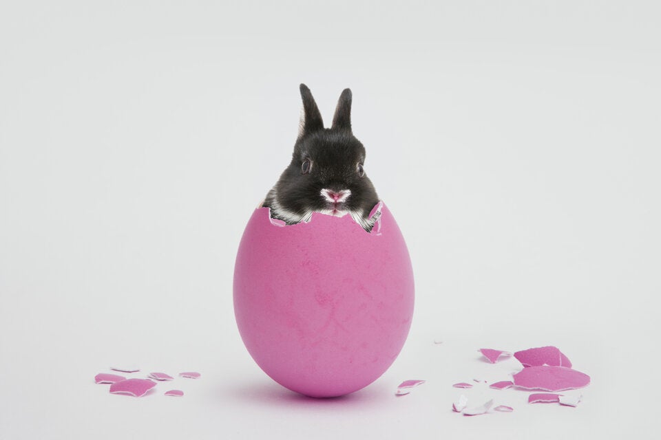 Alles ein PR-Gag? Das hat Ostern mit bunten Eiern & Hasen zu tun